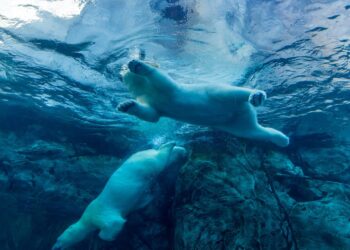 Bitcoin Price (BTC) and Ether Price (ETH) Tumble After Short-Lived Rallies