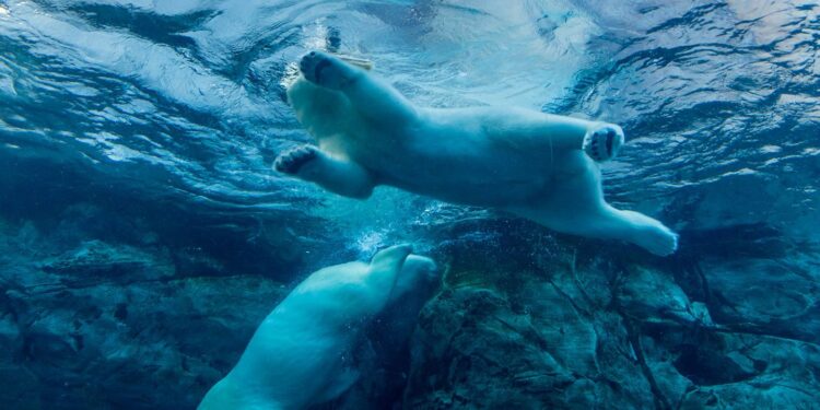 Bitcoin Price (BTC) and Ether Price (ETH) Tumble After Short-Lived Rallies