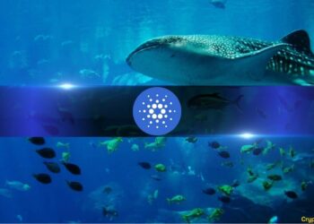 Cardano's (ADA) Retail Traders Turn Bearish: But Whales May Smell a Bargain