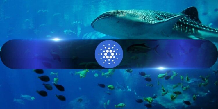 Cardano's (ADA) Retail Traders Turn Bearish: But Whales May Smell a Bargain