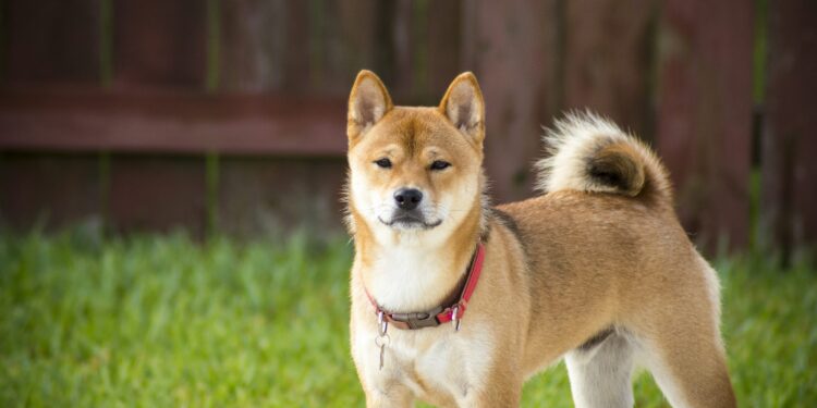Shiba Inu Joins The Ranks Of Dogecoin, XRP On Coinbase ETF Watchlist, The Next Big Thing?