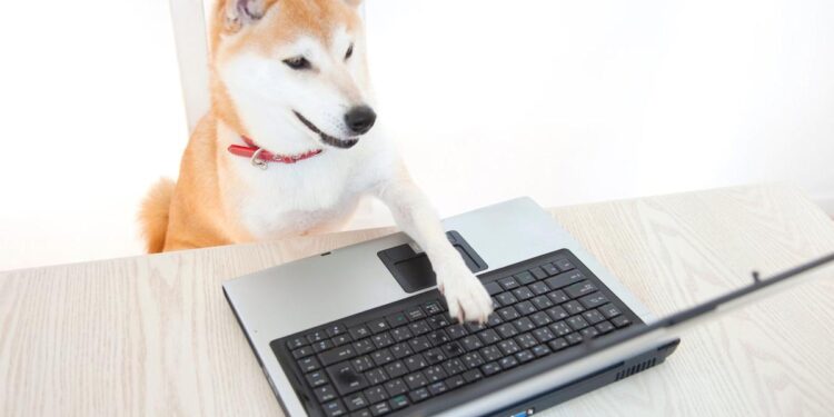1 Thing Every Shiba Inu Investor Needs to Know