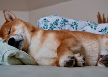 Shiba Inu Might Be ‘Dead And Sleeping’, But Not For Long, Crypto Expert Says