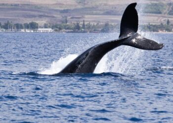 ‘OG’ Whale Raises Bearish BTC Bet Worth Over $400M