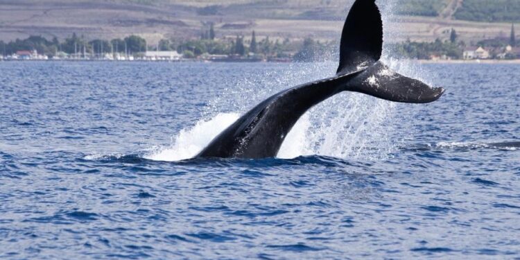 ‘OG’ Whale Raises Bearish BTC Bet Worth Over $400M