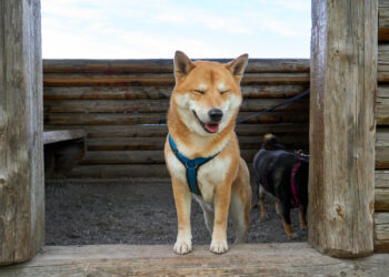 Dogecoin Is Up 4% Today: Here’s What’s Moving the Meme Token