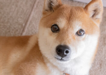 Should You Invest $1,000 in Dogecoin Right Now?