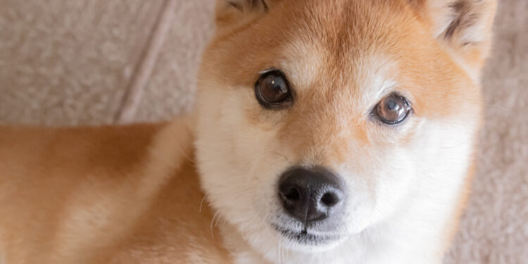 Should You Invest $1,000 in Dogecoin Right Now?