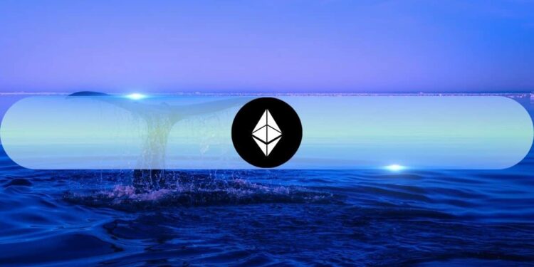 Ethereum’s Biggest Whales Just Hit a Record High