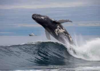 Major Altcoin Whales Are Very Active: Here Are Their Transactions and Purchases