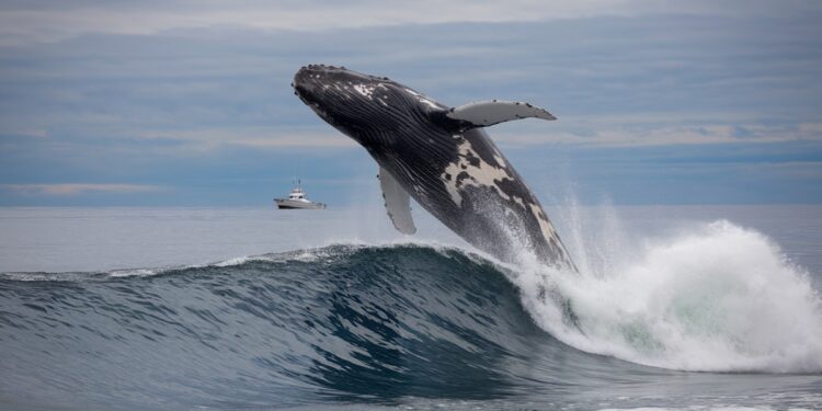 Major Altcoin Whales Are Very Active: Here Are Their Transactions and Purchases