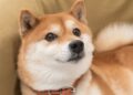 3 Altcoins About to Absolutely Demolish Dogecoin