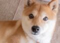 Here’s Why I Wouldn’t Touch Shiba Inu With a 10-Foot Pole