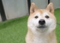 Early Shiba Inu trillionaire makes rare move