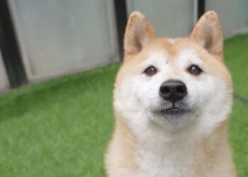 Early Shiba Inu trillionaire makes rare move