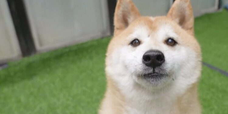 Early Shiba Inu trillionaire makes rare move