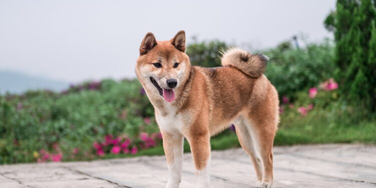 Should You Invest in Dogecoin?