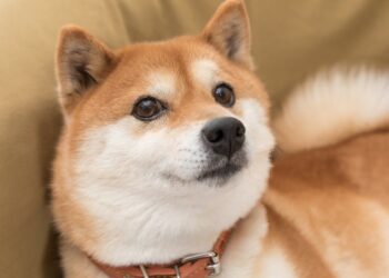 Why Dogecoin Is Jumping Today