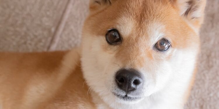 Prediction: Dogecoin Will Plunge to Under a Penny in 2026