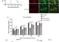 Dietary flavonoids may improve insulin resistance: NHANES, network pharmacological analyses and in vitro experiments