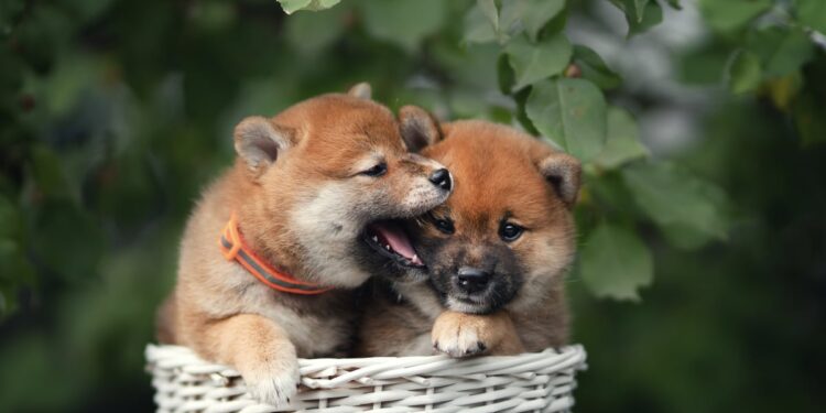 Here’s Why Dogecoin Ripped 4% Higher Today