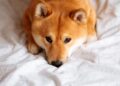 Big Weekend Move: Why Shiba Inu Plunged More than 8%