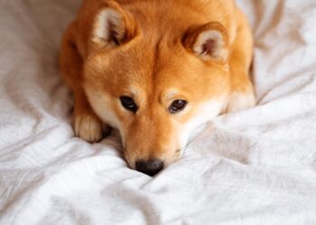 Big Weekend Move: Why Shiba Inu Plunged More than 8%