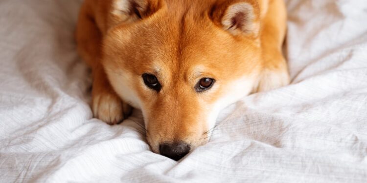 Big Weekend Move: Why Shiba Inu Plunged More than 8%