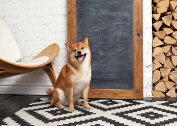 Can Shiba Inu Reach $1 in 2026? The Answer Will Make Your Head Spin.