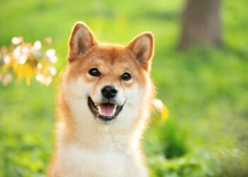 Dogecoin Will Be Worth This Much by Year-End 2026