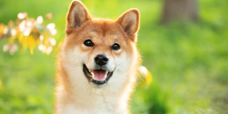 Dogecoin Will Be Worth This Much by Year-End 2026