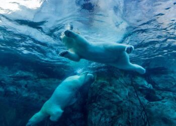 BTC tumbles back to $64,000 as IBM becomes latest AI target