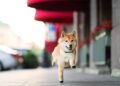Why Is Dogecoin Flying Higher on Friday?