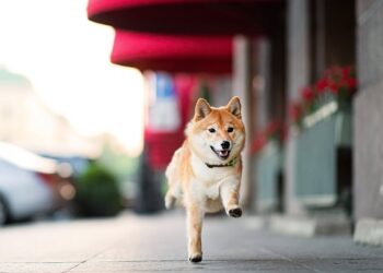 Why Is Dogecoin Flying Higher on Friday?