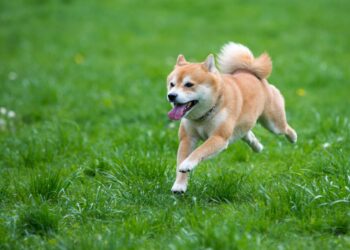Down 87%, Should You Buy the Dip on Dogecoin or Avoid the Meme Token?