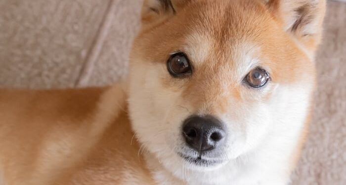 Better Cryptocurrency to Buy With $500 And Hold For 3 Years: XRP vs. Dogecoin