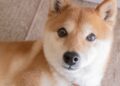 3 Reasons Why I’m Not Buying Shiba Inu in 2026
