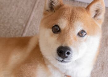 3 Reasons Why I’m Not Buying Shiba Inu in 2026