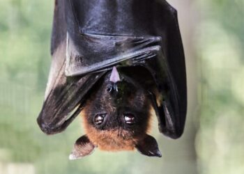 Morgan Stanley’s Bitcoin ETF Launches as a Vampire Fund Rises