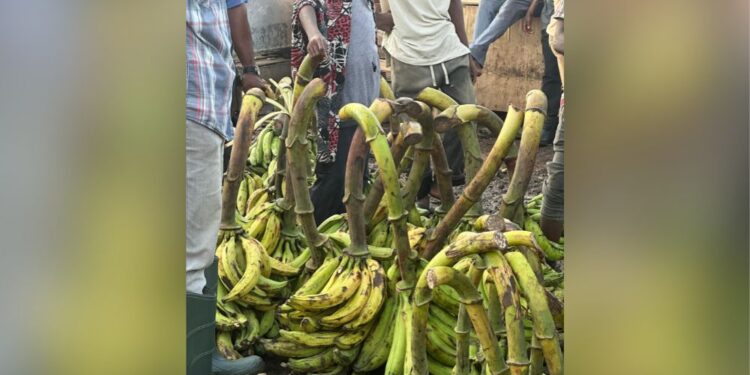Traders Laments Low Sales As Plantain Hits N220,000 In Abuja – The Whistler Newspaper