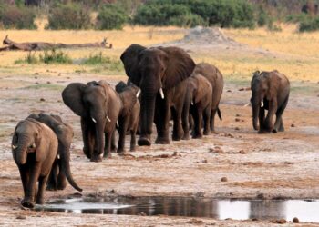Tech, crypto firms to help tackle illegal wildlife trade