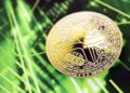 XRP Risks 30% Drop As Whale Activity And RSI Both Collapse