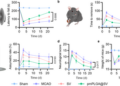 Platelet membrane biomimetic nanoparticle-based targeted delivery system of simvastatin for the treatment of ischemic stroke