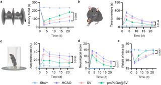 Platelet membrane biomimetic nanoparticle-based targeted delivery system of simvastatin for the treatment of ischemic stroke
