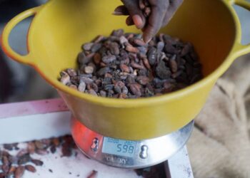West Africa cocoa sector struggles to meet EU anti-deforestation rules, raising supply concerns
