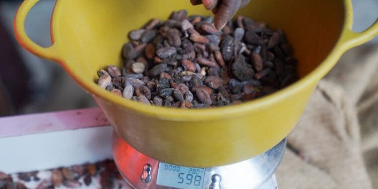 West Africa cocoa sector struggles to meet EU anti-deforestation rules, raising supply concerns