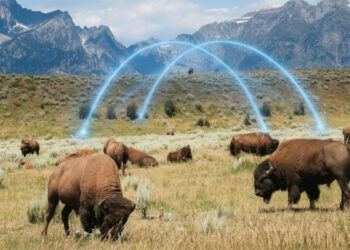Wyoming Fully Migrates State-Issued Stablecoin Infrastructure to Chainlink CCIP — BigGo Finance