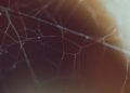 Sui Introduces Agent Wallets to Enhance Token Liquidity