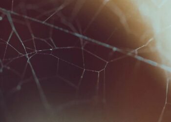 Sui Introduces Agent Wallets to Enhance Token Liquidity