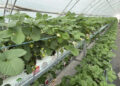 Automating irrigation and fertigation for hydroponic strawberry production in Bulgaria